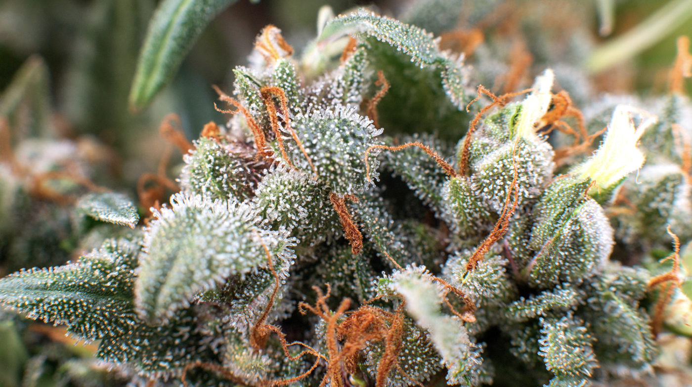 5 Irresistible Hybrid Strains You Can Order In Los Angeles